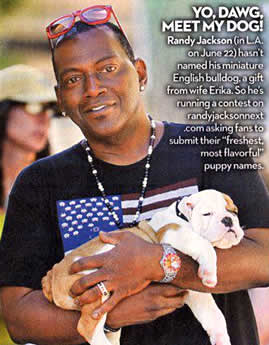 Randy Jackson bulldog puppy